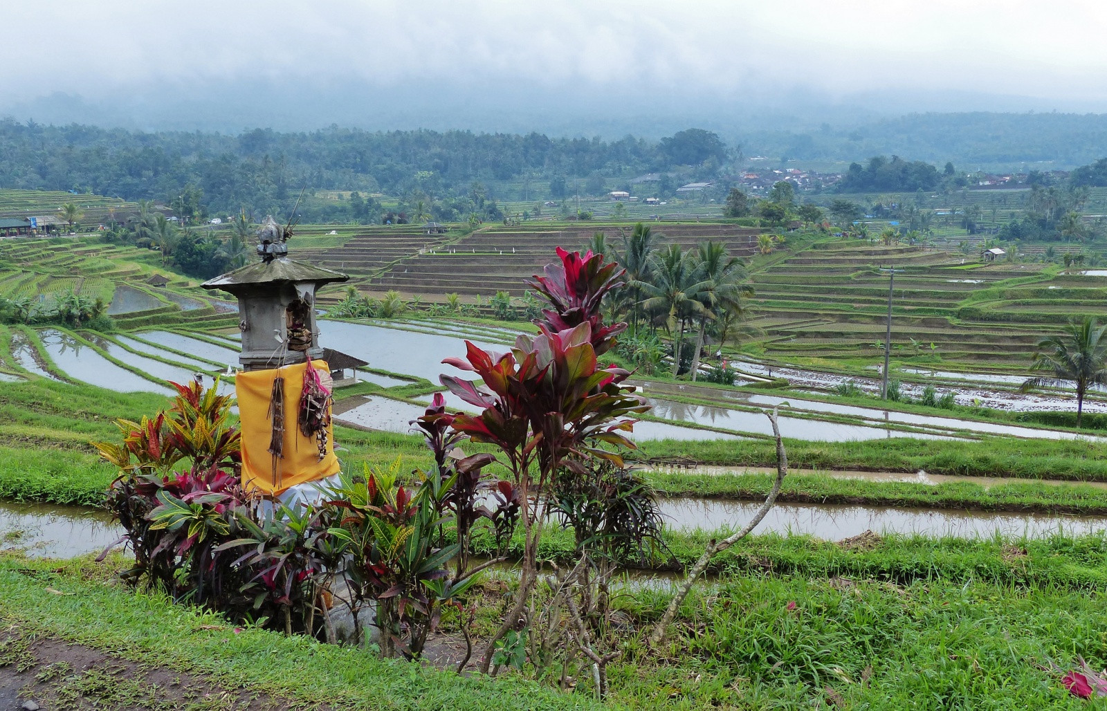 Рисовые террасы Jatiluwih, Бали. Фото 8 – фотографии Индонезии