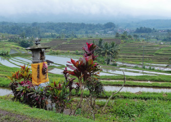 Рисовые террасы Jatiluwih, Бали. Фото 8 – фотографии Индонезии