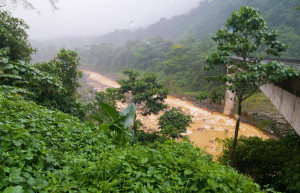 Браулио Каррильо Национальный Парк, Эредия провинция, Коста-Рика, фото № 39999 – фотографии Коста-Рики