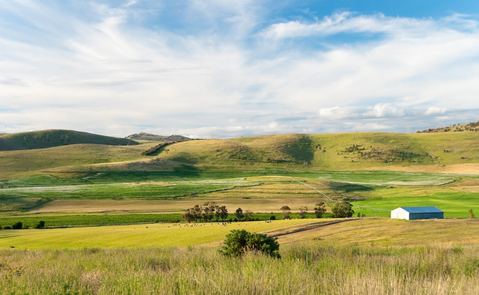 Поля в Тасмании, Австралия. Фото 1 – фотографии Австралии