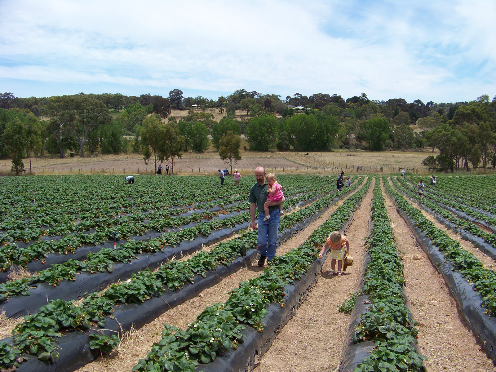 Плантации клубники в деревне Хандорф (Hahndorf) – фотографии Австралии