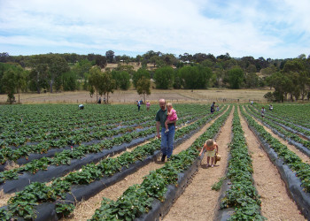 Плантации клубники в деревне Хандорф (Hahndorf) – фотографии Австралии