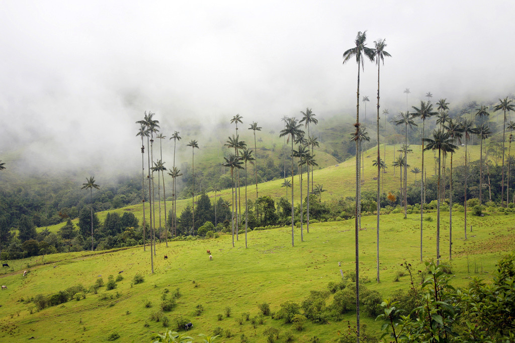 Долина Кокора на западе в Колумбии. Фото 4 – фотографии Колумбии