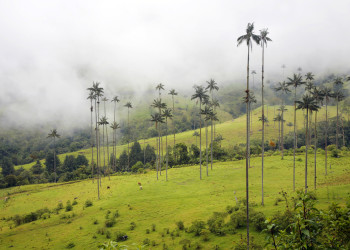 Долина Кокора на западе в Колумбии. Фото 4 – фотографии Колумбии