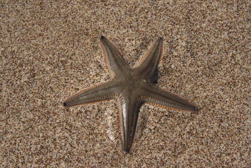 Фуджейра, ОАЭ, фото № 61147 – фотографии ОАЭ