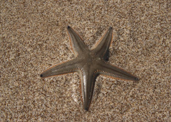 Фуджейра, ОАЭ, фото № 61147 – фотографии ОАЭ