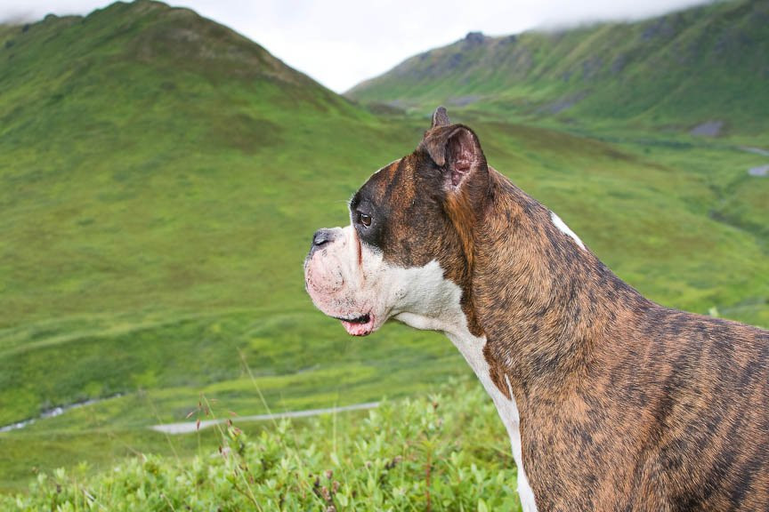 Аляска штат, США, фото № 67710 – фотографии США