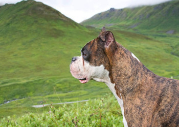 Аляска штат, США, фото № 67710 – фотографии США