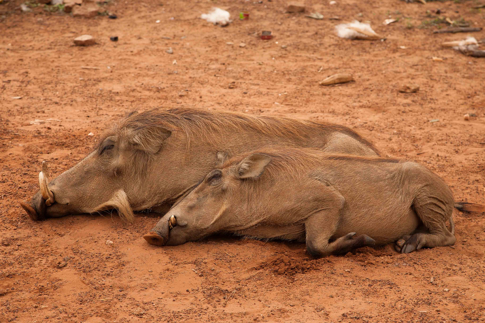 Моле — национальный парк в Гане – фотографии Ганы