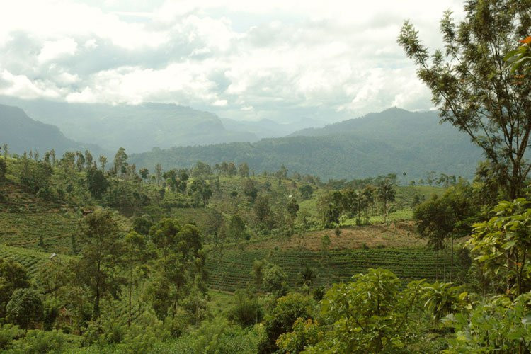 Нувара Элия, Шри-Ланка, фото № 52036 – фотографии Шри-Ланки