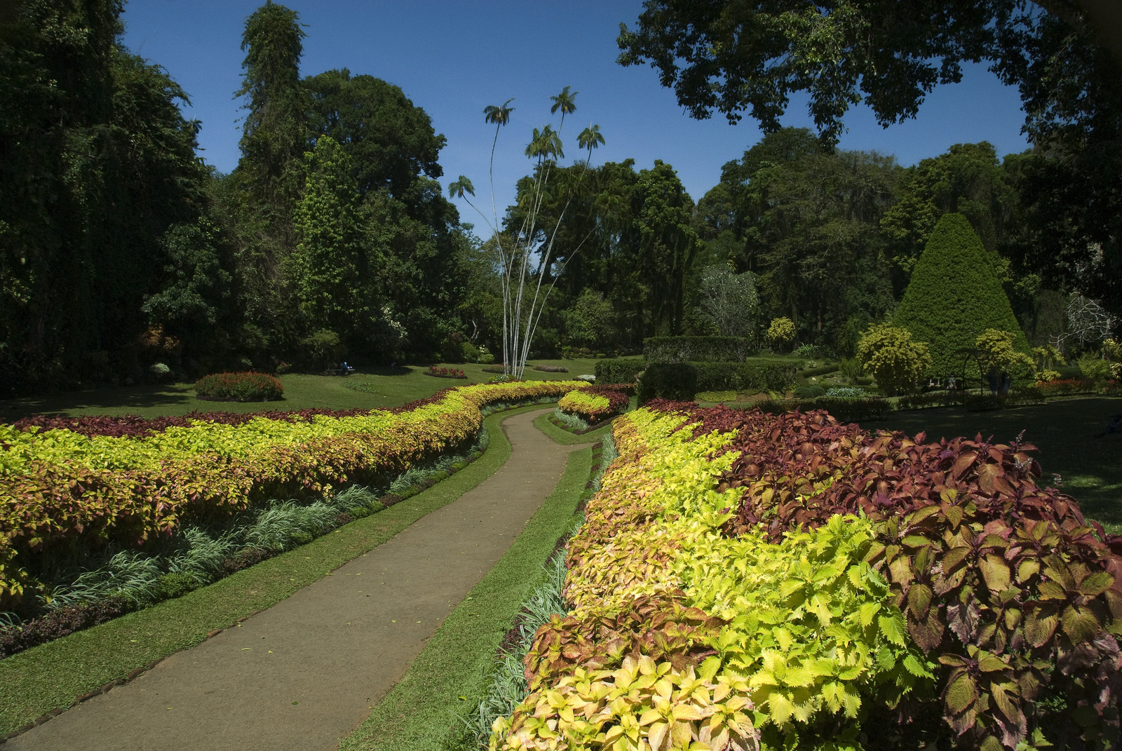 Королевский Ботанический сад в Перадении – фотографии Шри-Ланки