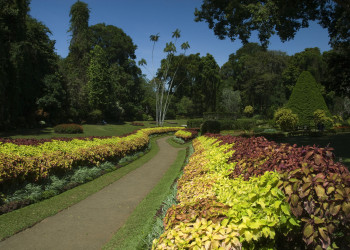 Королевский Ботанический сад в Перадении – фотографии Шри-Ланки