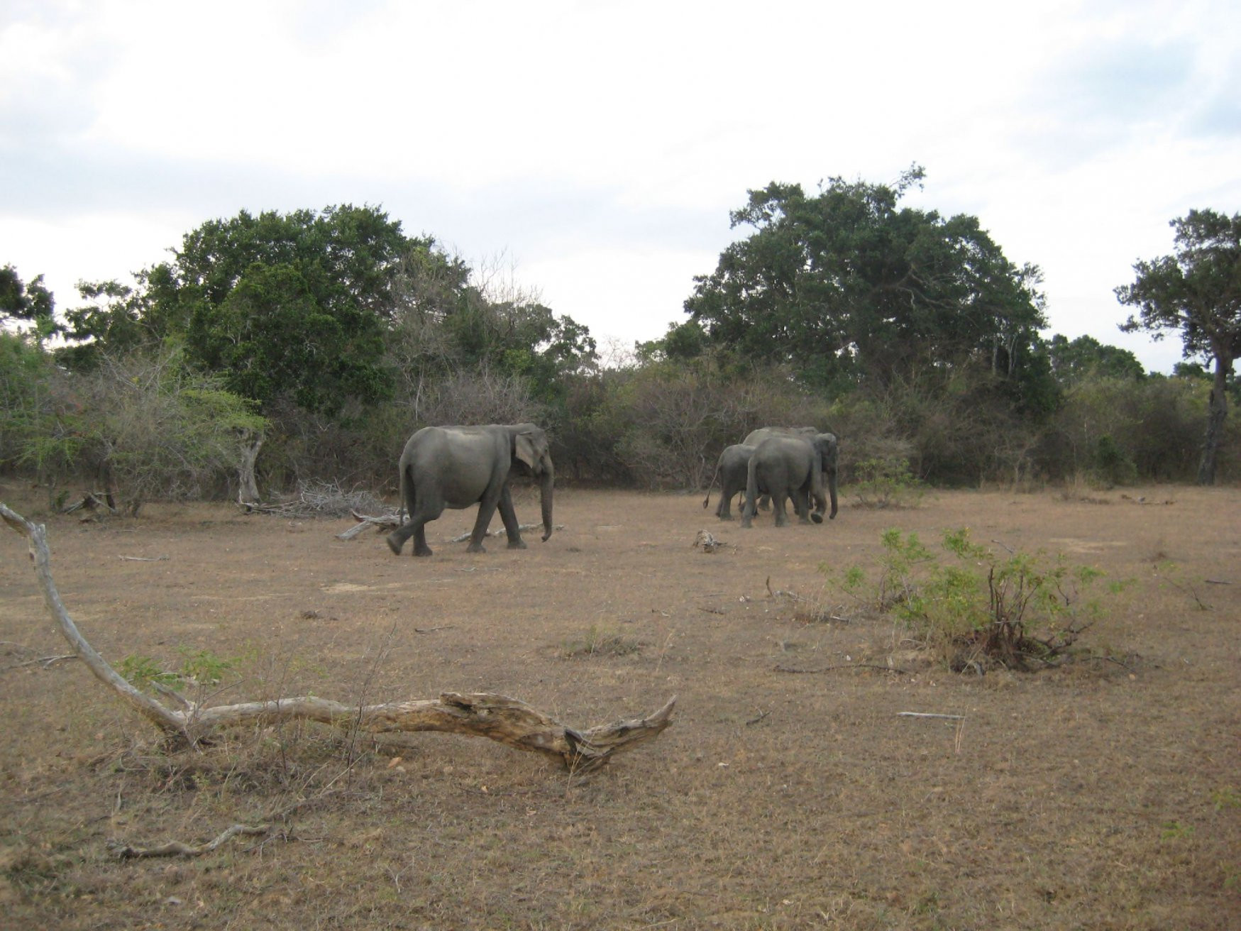 Яла Национальный Парк, Шри-Ланка, фото № 52673 – фотографии Шри-Ланки