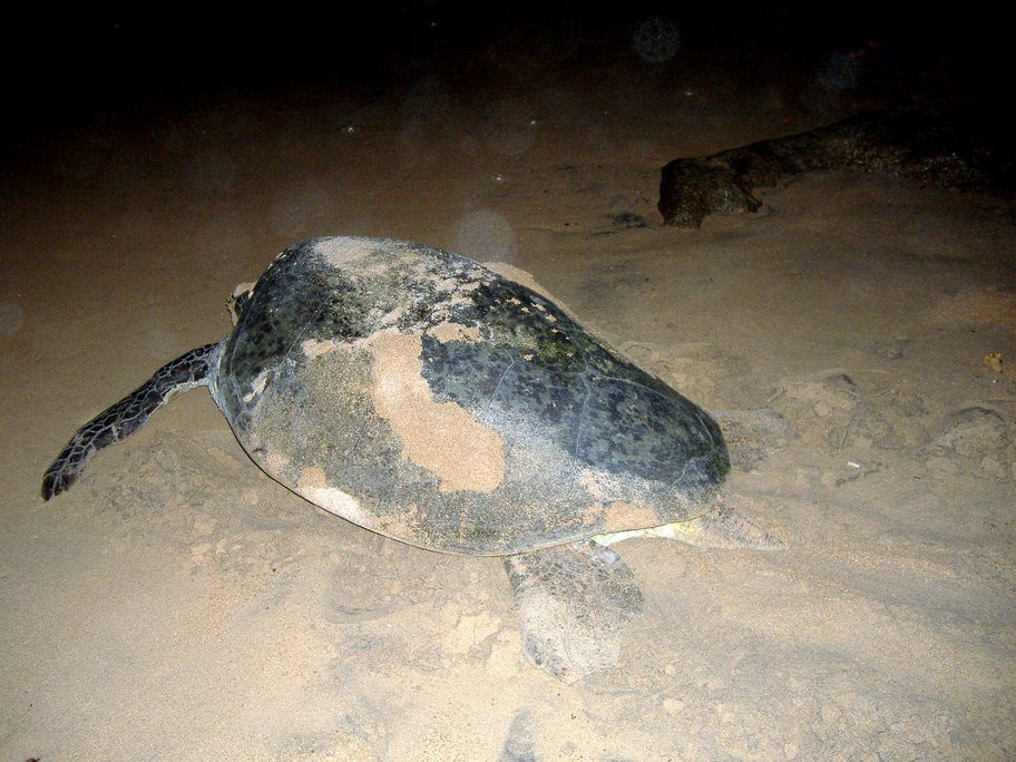 Коcгода, Шри-Ланка, фото № 51547 – фотографии Шри-Ланки