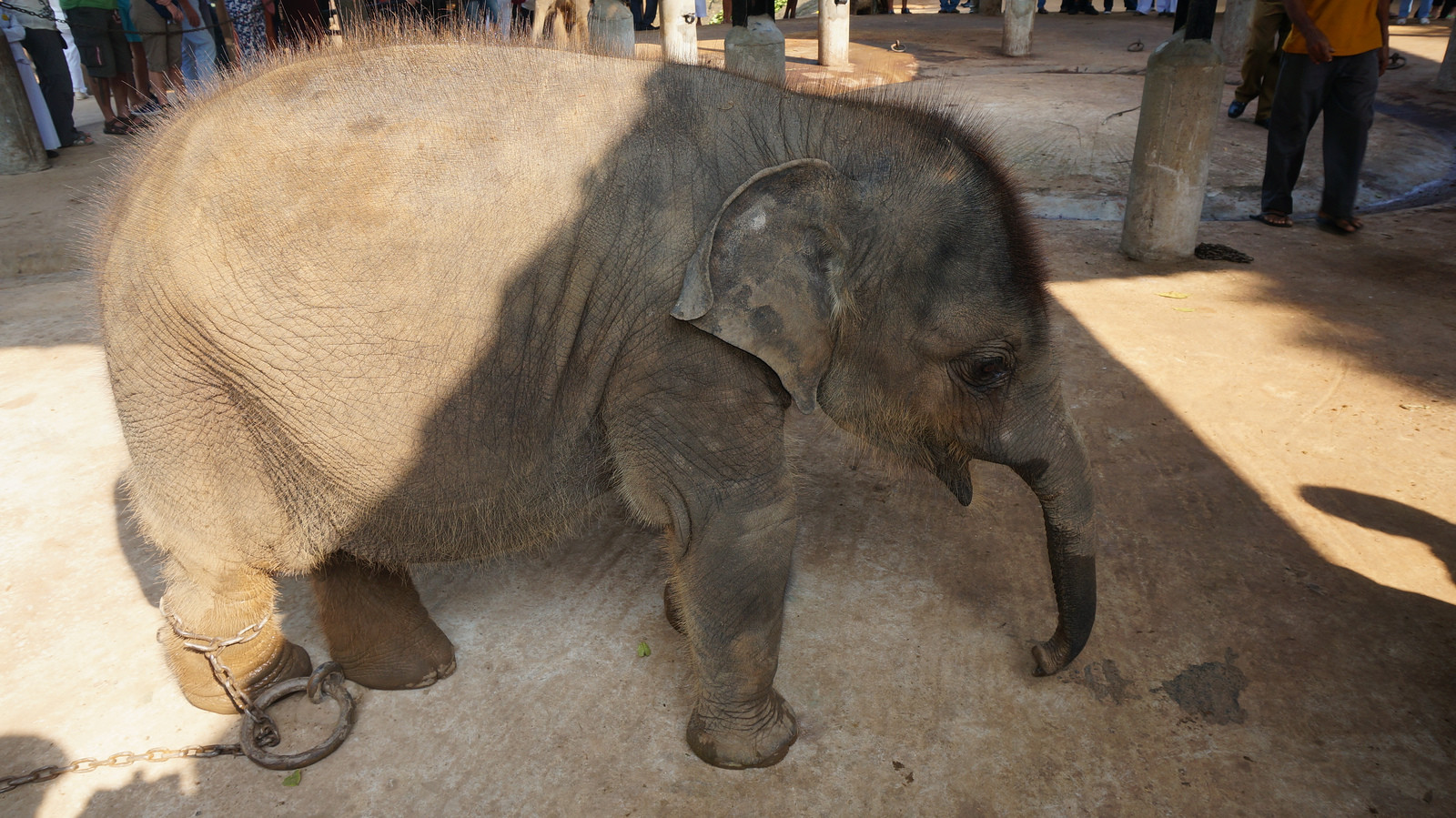 Слоновий питомник в Пиннавеле на Шри-Ланке – фотографии Шри-Ланки