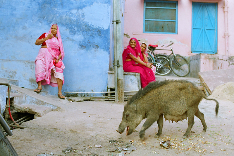 Индия. Фото 3 – фотографии Индии