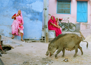 Индия. Фото 3 – фотографии Индии