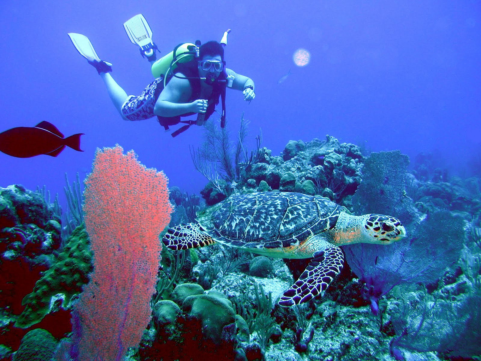 Тёркс и Кайкос, фото № 4101 – фотографии Тёркс и Кайкос