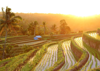 Рисовые террасы Jatiluwih на острове Бали. Фото 14 – фотографии Индонезии