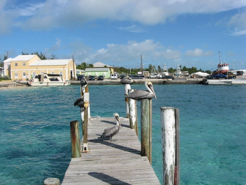Птицы в Бимини, Багамские острова – фотографии Багамских островов