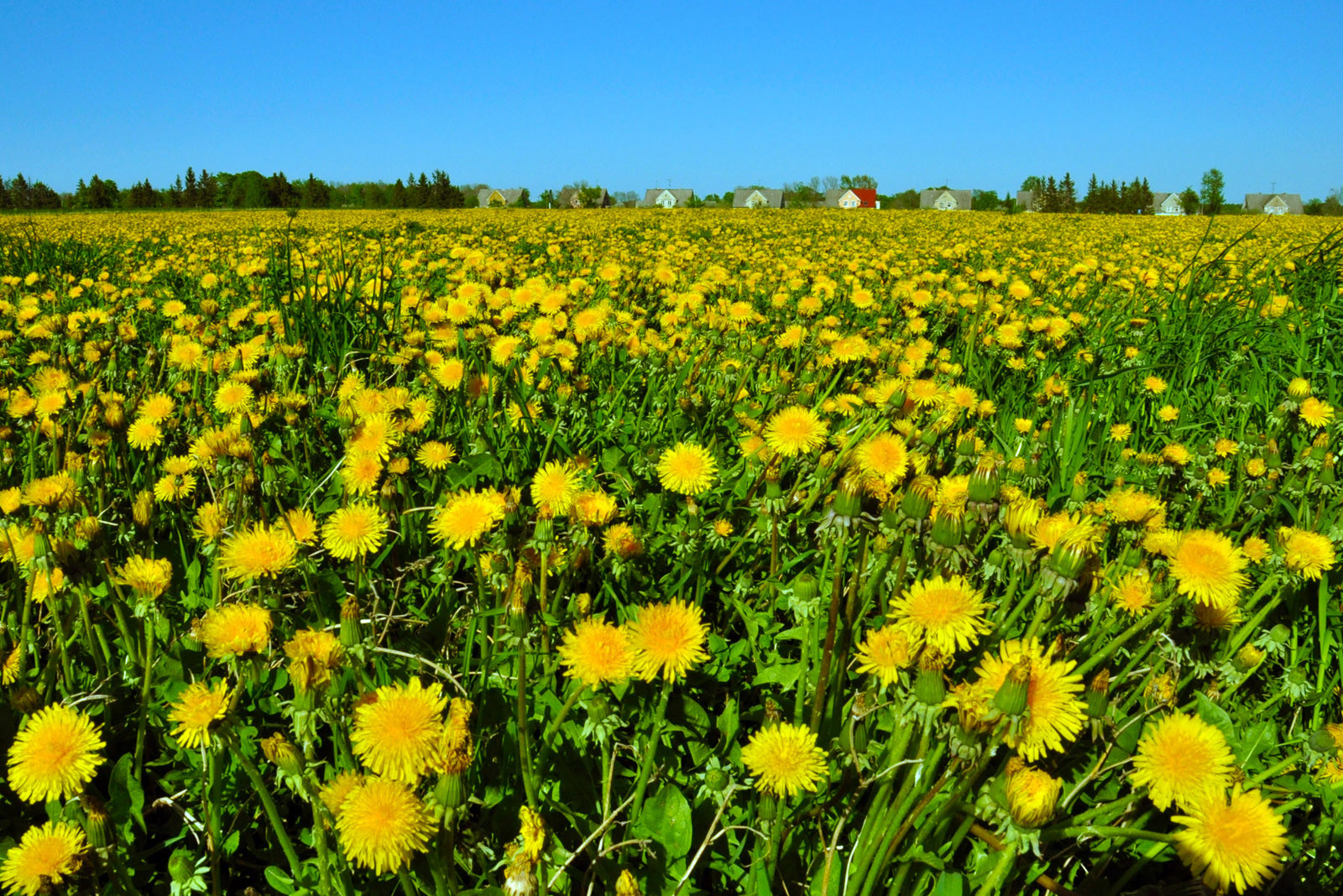 Окрестности Кохтла-Ярве – фотографии Эстонии