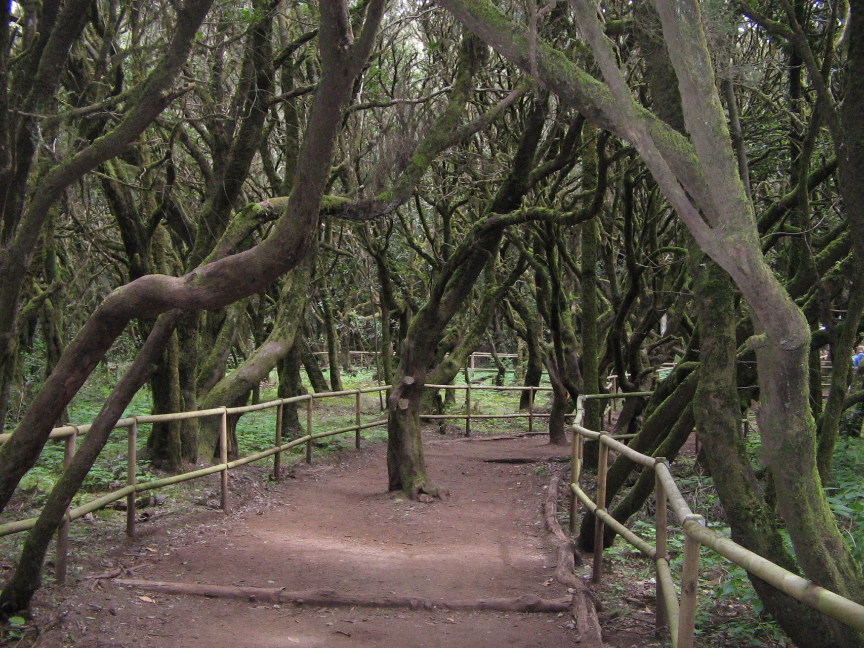 Гарахонай Национальный парк, Ла-Гомера остров, Канарские острова, фото № 60607 – фотографии Канарских островов