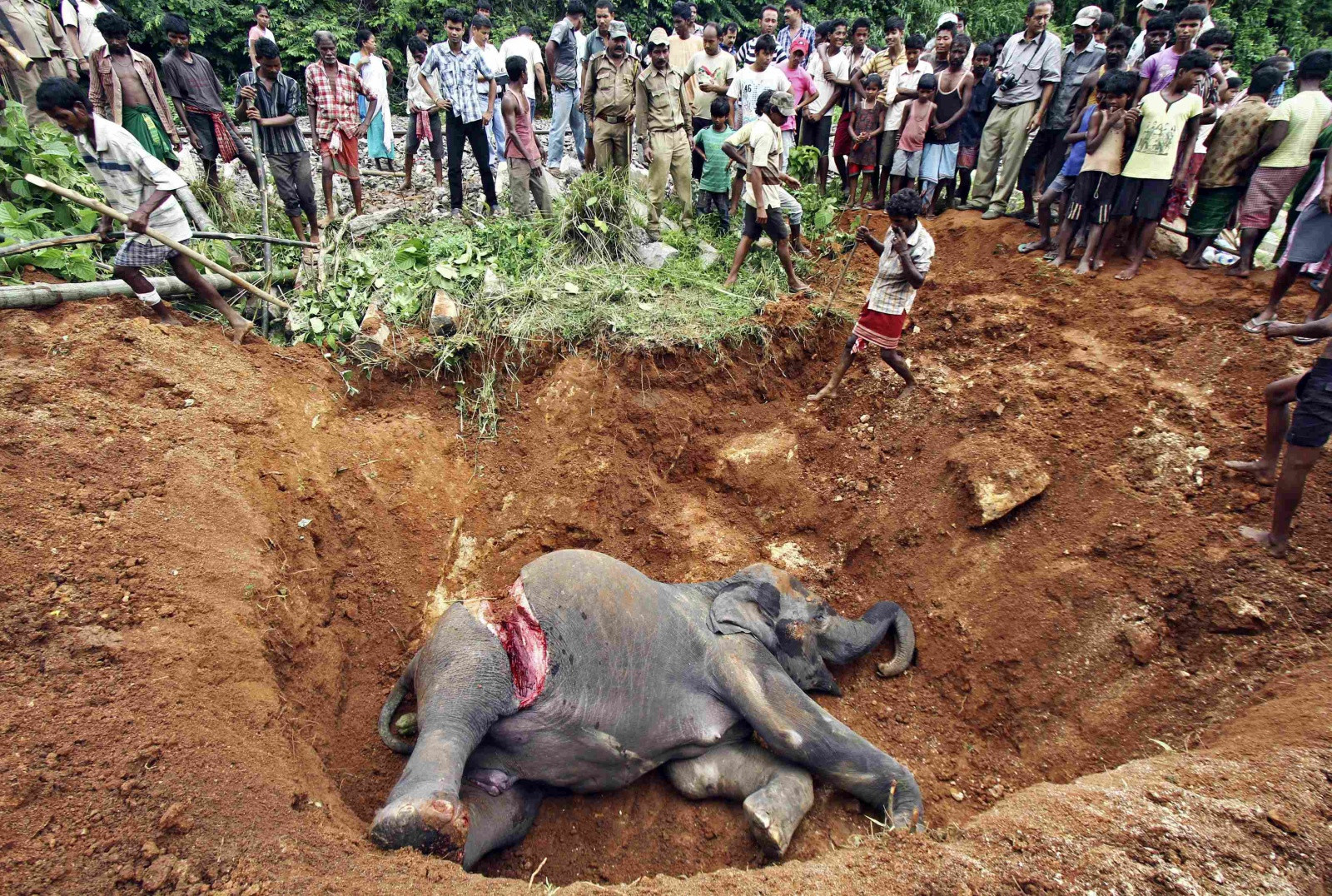 Похороны слона – фотографии Индии