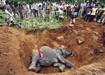 Похороны слона – фотографии Индии