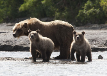 Медведи на Камчатке, Россия. Фото 4 – фотографии России