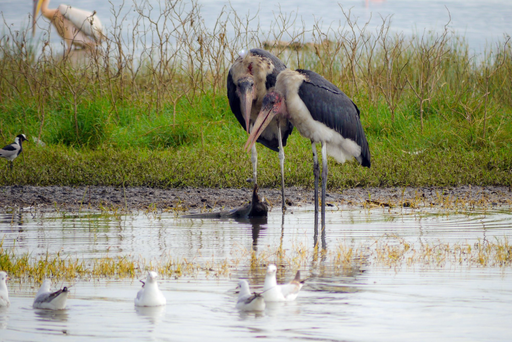 Накуру Озеро Национальный Парк, Кения, фото № 78555 – фотографии Кении