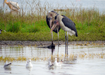 Накуру Озеро Национальный Парк, Кения, фото № 78555 – фотографии Кении