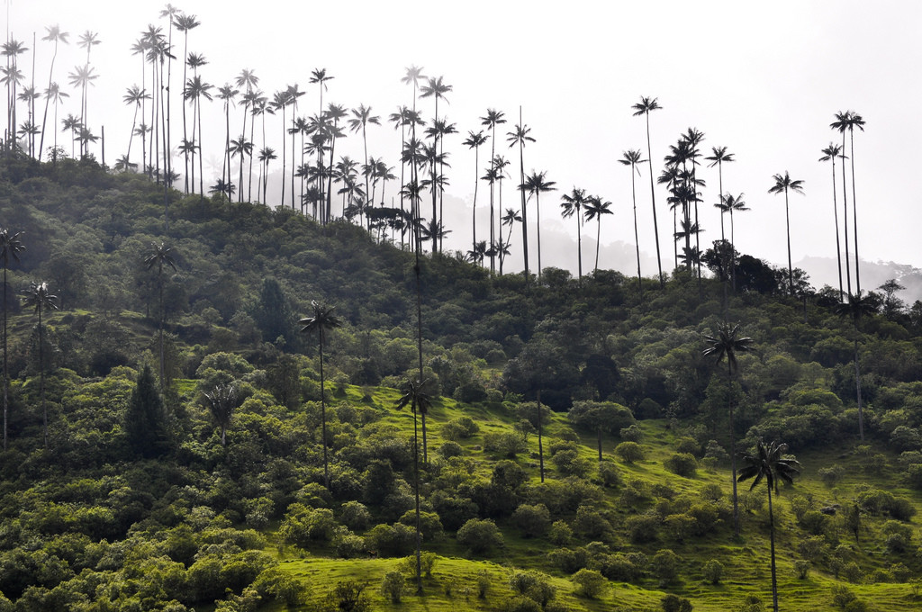 Долина Кокора на западе в Колумбии. Фото 1 – фотографии Колумбии