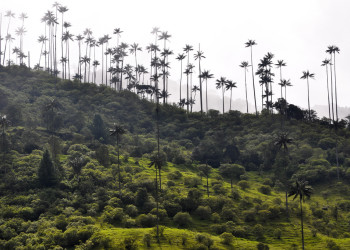 Долина Кокора на западе в Колумбии. Фото 1 – фотографии Колумбии