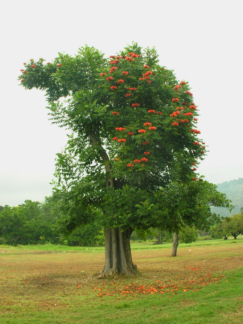 Природа Кингстона, Ямайка. Фото 3 – фотографии Ямайки