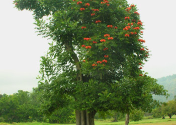 Природа Кингстона, Ямайка. Фото 3 – фотографии Ямайки