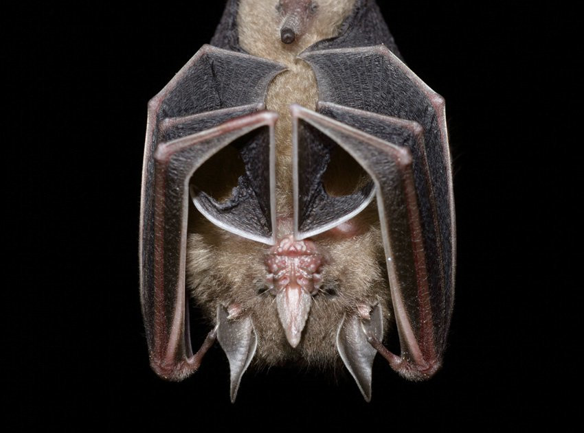 Французская Гвиана, фото № 2119 – фотографии Французской Гвианы