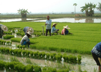 Плантация в Чианг-Рай, Тайланд. Фото 1 – фотографии Таиланда