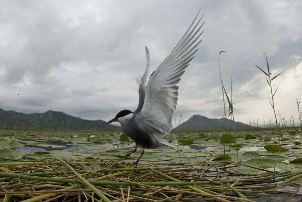 Птица на озере, Черногория. Фото 3 – фотографии Черногории