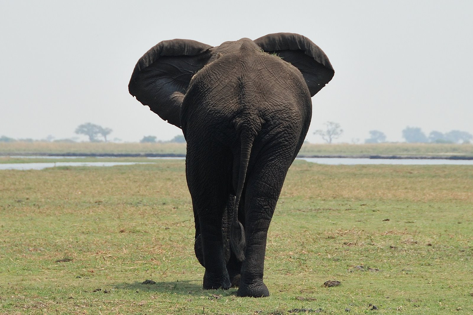 Chobe_elephant – фотографии Ботсваны