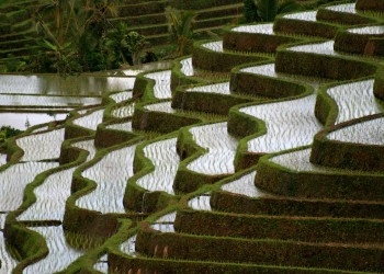 Рисовые террасы на острове Бали в Индонезии – фотографии Индонезии