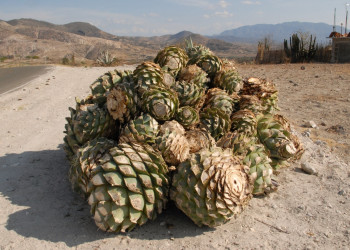 Агава, Мексика. Фото 7 – фотографии Мексики