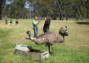 Парк дикой природы Клиланд (Cleland Wildlife), Аделаида – фотографии Австралии