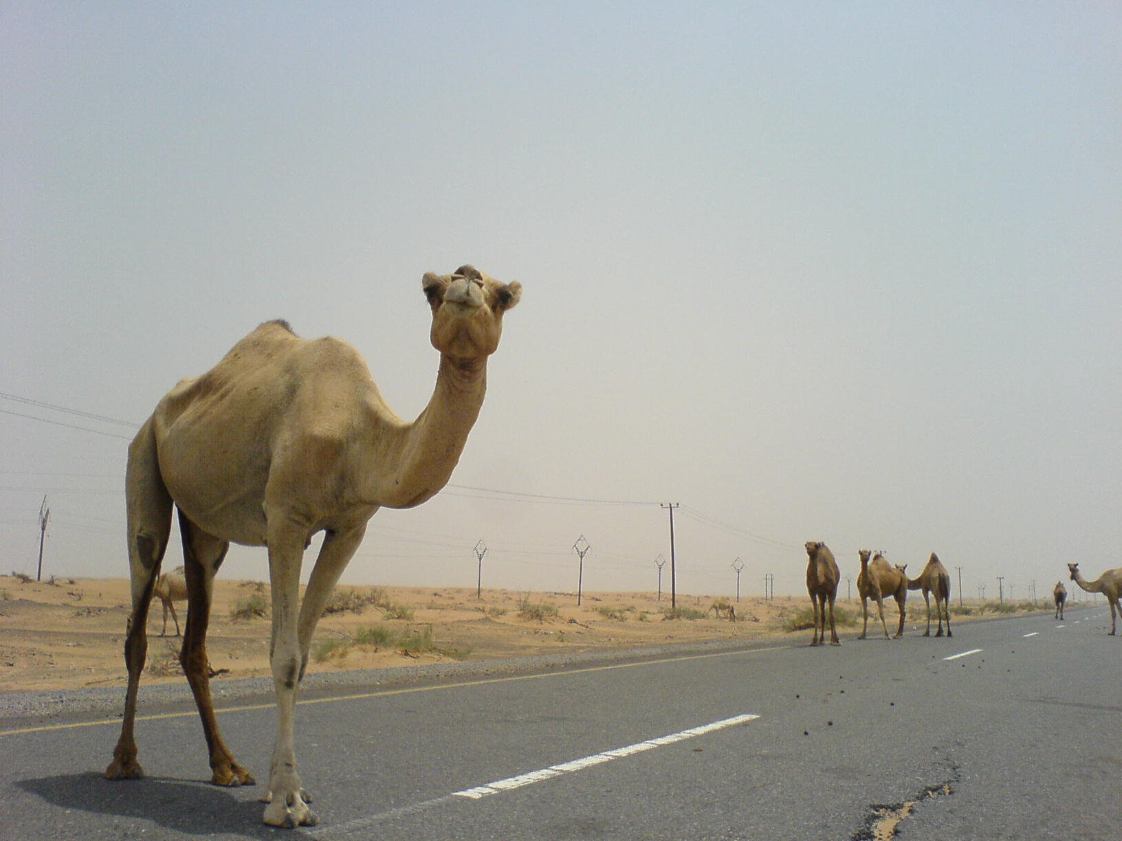 Дубай, ОАЭ, фото № 60789 – фотографии ОАЭ