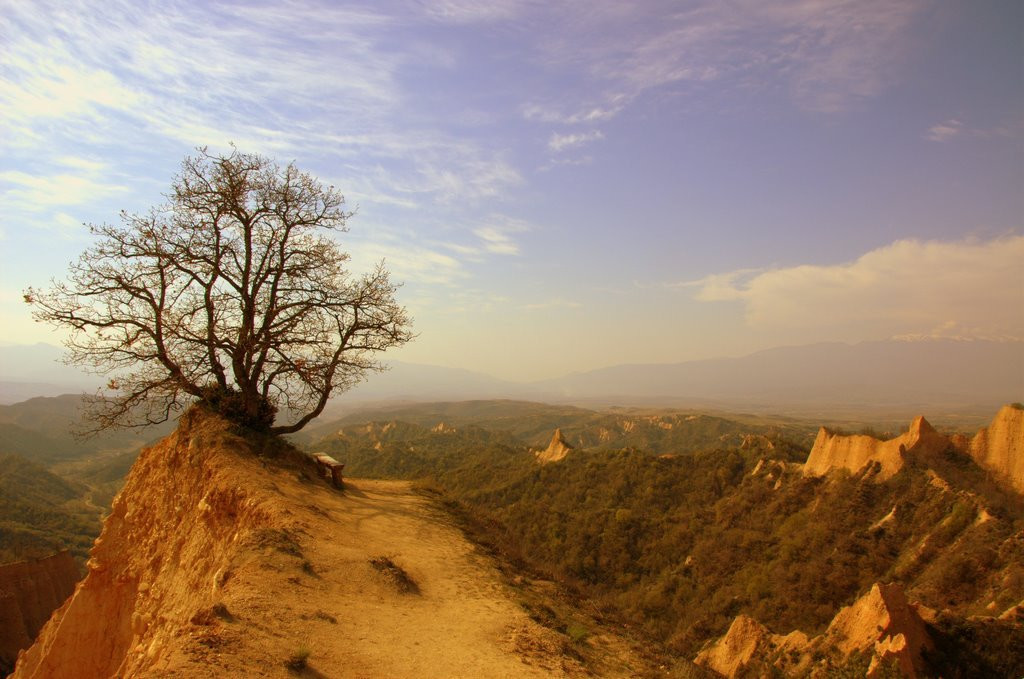 Дерево на горе в Мелник, Болгария – фотографии Болгарии