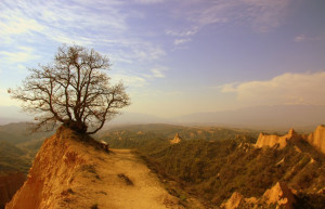 Дерево на горе в Мелник, Болгария – фотографии Болгарии