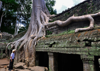 Ta Prohm, Siem Reap – фотографии Камбоджи
