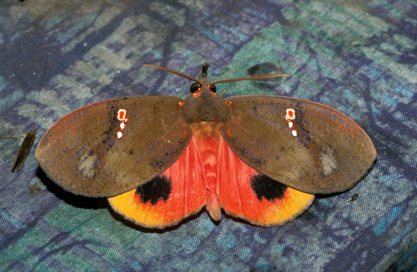 Мадагаскар, фото № 2433 – фотографии Мадагаскара