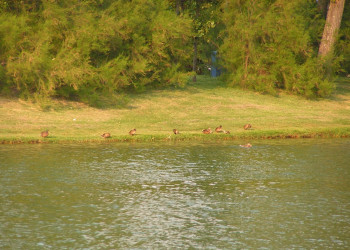 Балатонфёльдвар, Балатон озеро, Венгрия, фото № 69770 – фотографии Венгрии