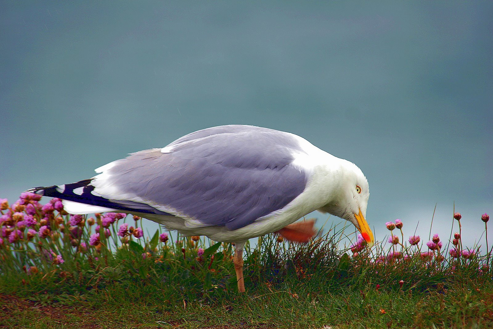 Ирландия, фото № 2591 – фотографии Ирландии