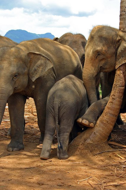 Шри-Ланка, фото № 1141 – фотографии Шри-Ланки